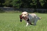 LABRADOR 500